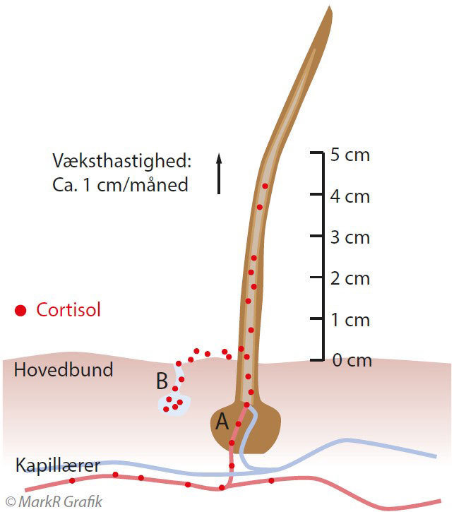 Væksthastighed: Ca.1 cm/måned, Cortisol, Hovedbund, B, A, Kapillærer.