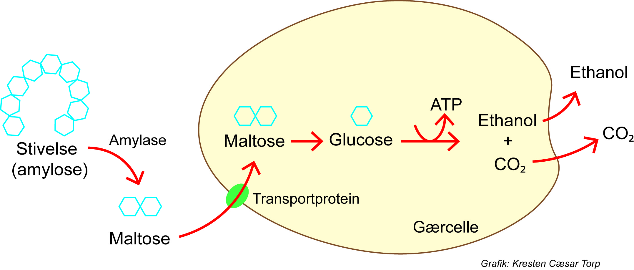 Stivelse (amylose), amylose, Maltose, Maltose, glucose, ATP, Ethanol + CO2, Ethanol, CO2, transportprotein, Gærcelle
