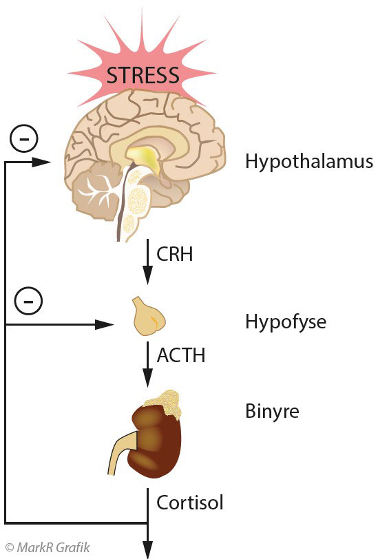 STRESS, Hypothalamus, CRH, Hypofyse, ACTH, Binyre, Cortisol.