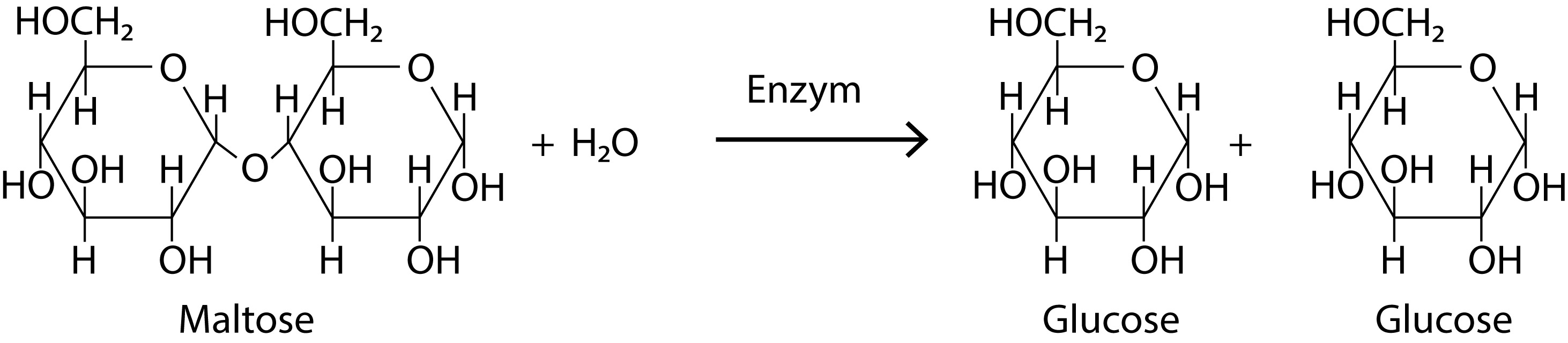 Maltose, Enzym, Glucose, Glucose