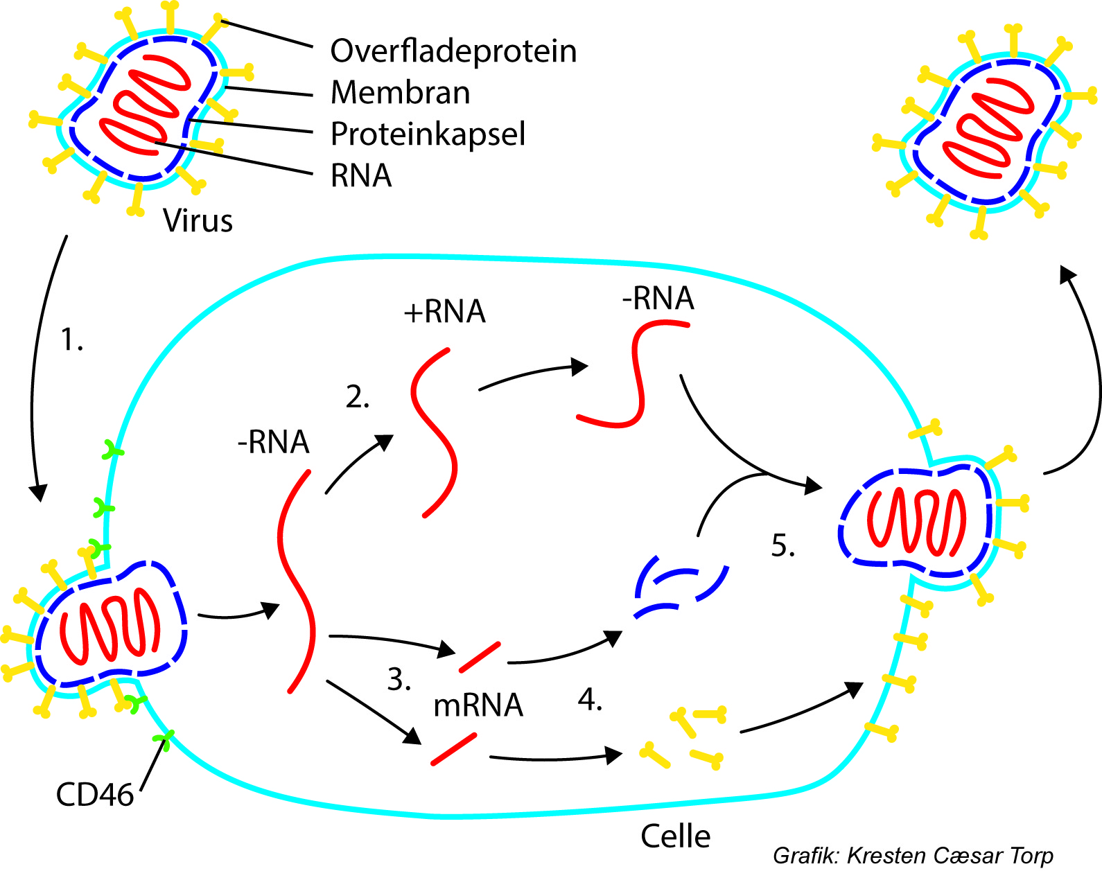 Overfladeprotein, Membran, Proteinkapsel, RNA, Virus, CD46, Celle