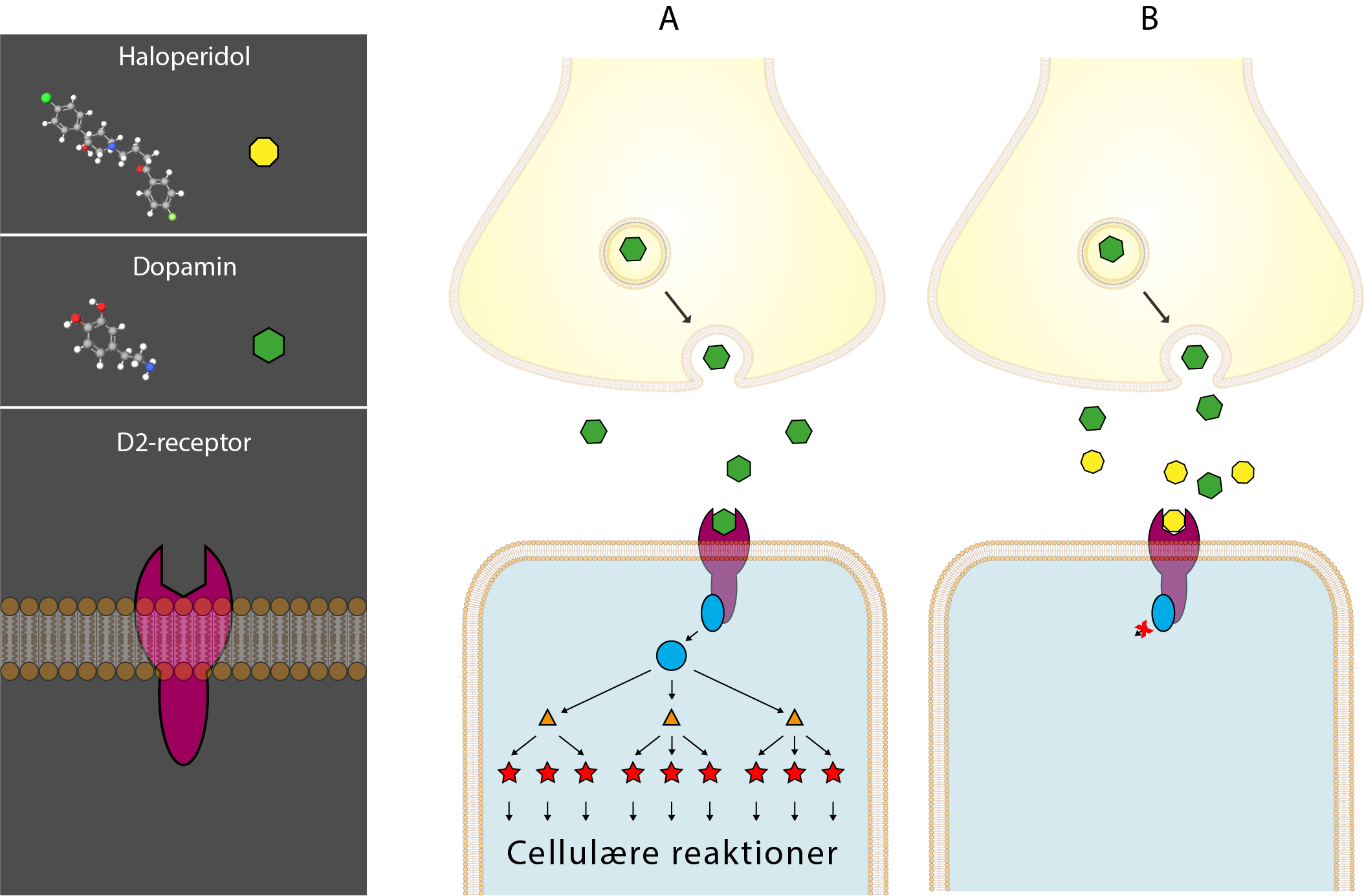 haloperidol, A, B, dopamin, D2-receptor
                            Cellulære reaktioner