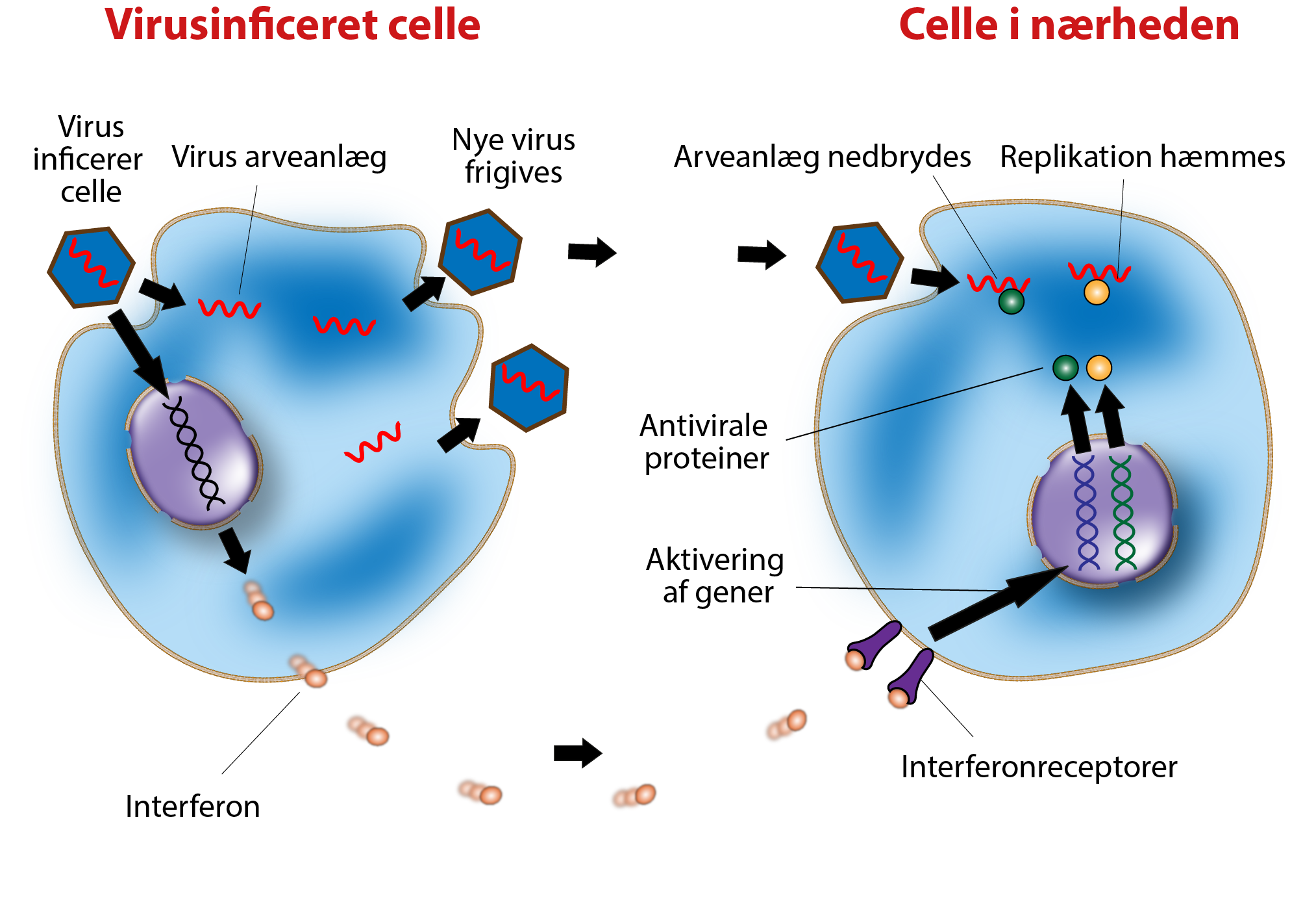 virusinficeret celle,
                                Virusinficerer celle, Virus arveanlæg, Nye virus frigives, 
                                interferon, 
                                
                                
                                Celle i nærheden, 
                                Arveanlæg nedbrydes, Replikation hæmmes, 
                                Antivirale proteiner,
                                Aktivering af gener,
                                interferonsreceptor 